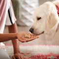 Milk Bone Dipped Dog Biscuits Baked with Vanilla Yogurt, 12 Oz
