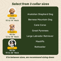 GPS Dog Fence